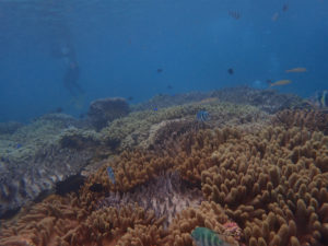 沖縄　ダイビング　ビーチ　体験ダイビング