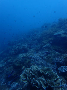 沖縄　北谷　嘉手納　読谷　ダイビング　ボートダイビング　