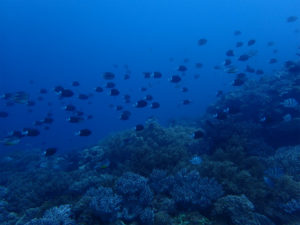 沖縄　北谷　嘉手納　読谷　ダイビング　ボートダイビング　