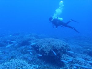 沖縄　慶良間　慶良間諸島　ダイビング　体験ダイビング　ファンダイビング　