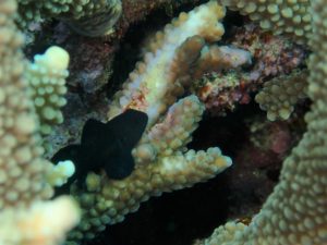 沖縄　宜野湾　リーフチェック　ダイビング　サンゴ　