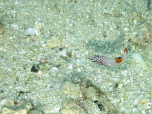 沖縄　砂辺　北谷　ダイビング　ファンダイビング　ビーチダイビング