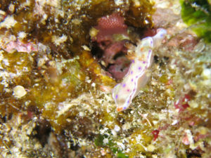 沖縄　砂辺　北谷　ダイビング　ファンダイビング　ビーチダイビング