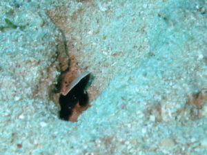 沖縄　砂辺　北谷　ダイビング　ファンダイビング　ビーチダイビング