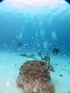 沖縄　慶良間　慶良間諸島　ダイビング　体験ダイビング　ファンダイビング　ボートダイビング