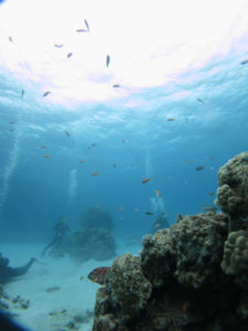 沖縄　慶良間　慶良間諸島　ダイビング　体験ダイビング　ファンダイビング　ボートダイビング