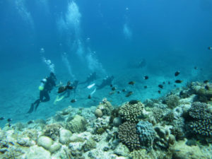 沖縄　ダイビング　渡名喜　ドリフト