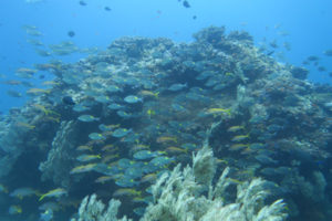 沖縄　ダイビング　慶良間　体験ダイビング　FUNダイビング　ドリフト