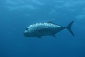 沖縄　ダイビング　慶良間　体験ダイビング　FUNダイビング　ドリフト