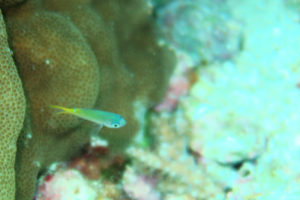 沖縄　慶良間　慶良間諸島　ダイビング　体験ダイビング　ファンダイビング　ボートダイビング