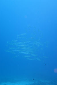 沖縄　慶良間　慶良間諸島　ダイビング　体験ダイビング　ファンダイビング　ボートダイビング