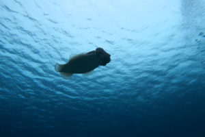 沖縄　慶良間　慶良間諸島　ダイビング　体験ダイビング　ファンダイビング　ボートダイビング