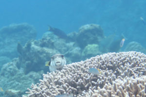 沖縄　慶良間　慶良間諸島　ダイビング　体験ダイビング　ファンダイビング　ボートダイビング