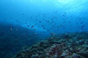 沖縄　ダイビング　渡名喜　ドリフト