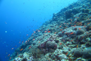 沖縄　ダイビング　渡名喜　ドリフト