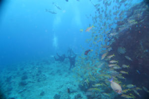 沖縄　慶良間　慶良間諸島　ダイビング　体験ダイビング　ファンダイビング　ボートダイビング