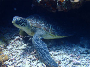 沖縄　ダイビング　慶良間　体験ダイビング　FUNダイビング　ドリフト