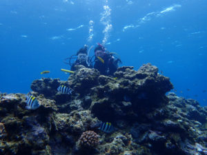 沖縄　慶良間　慶良間諸島　ダイビング　体験ダイビング　ファンダイビング　ボートダイビング