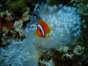 沖縄　慶良間　慶良間諸島　ダイビング　体験ダイビング　ファンダイビング　ボートダイビング