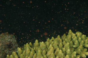 沖縄　北谷　砂辺　宮城海岸　サンゴ　サンゴ産卵　2017　ビーチダイビング　ダイビング