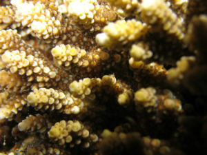 沖縄 北谷 砂辺 宮城海岸 サンゴ サンゴ産卵 2017 ビーチダイビング