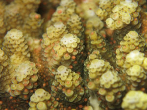 沖縄　北谷　砂辺　宮城海岸　サンゴ　サンゴ産卵　2017　ビーチダイビング