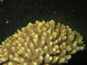 沖縄 北谷 砂辺 宮城海岸 サンゴ サンゴ産卵 2017 ビーチダイビング