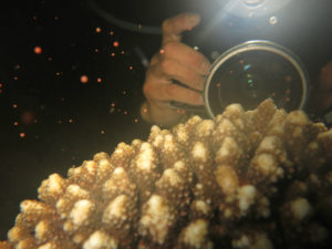 沖縄 北谷 砂辺 宮城海岸 サンゴ サンゴ産卵 2017 ビーチダイビング