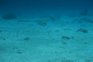 沖縄　ダイビング　慶良間　FUNダイビング　体験ダイビング