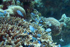 沖縄　ダイビング　慶良間　FUNダイビング　体験ダイビング