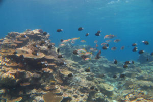 沖縄　ダイビング　慶良間　FUNダイビング　体験ダイビング