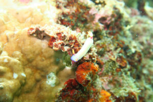 沖縄　ダイビング　砂辺　FUNダイビング