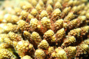 沖縄　北谷　砂辺　宮城海岸　サンゴ　サンゴ産卵　2017　ビーチダイビング　ダイビング