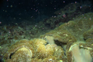 沖縄　北谷　砂辺　宮城海岸　サンゴ　サンゴ産卵　2017　ビーチダイビング　ダイビング