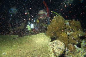 沖縄　北谷　砂辺　宮城海岸　サンゴ　サンゴ産卵　2017　ビーチダイビング　ダイビング