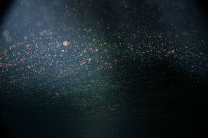 沖縄　北谷　砂辺　宮城海岸　サンゴ　サンゴ産卵　2017　ビーチダイビング　ダイビング