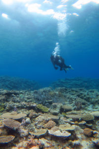 沖縄　慶良間　慶良間諸島　ファンダイビング　ボートダイビング