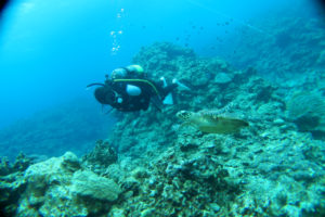 沖縄　慶良間　慶良間諸島　ファンダイビング　ボートダイビング