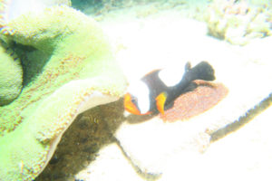 沖縄　恩納村　山田　ダイビング　ボートダイビング　