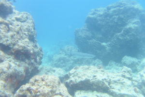 沖縄　慶良間　慶良間諸島　ファンダイビング　ボートダイビング