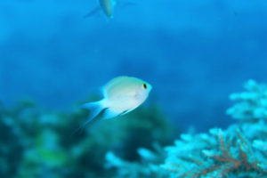 沖縄　ダイビング　慶良間　体験ダイビング　FUNダイビング　自社船