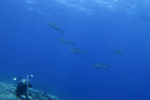 沖縄　ダイビング　慶良間　FUNダイビング　自社船