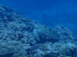 沖縄　ダイビング　慶良間　FUNダイビング　体験ダイビング