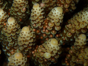 沖縄　北谷　砂辺　宮城海岸　サンゴ　サンゴ産卵　2017　ビーチダイビング　ダイビング