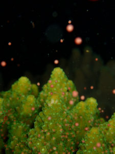 沖縄　北谷　砂辺　宮城海岸　サンゴ　サンゴ産卵　2017　ビーチダイビング　ダイビング