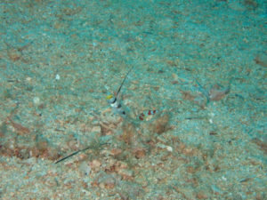 沖縄　ダイビング　砂辺　FUNダイビング