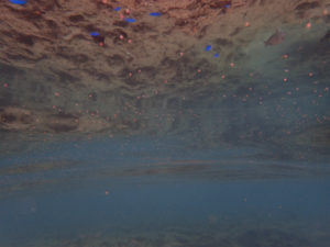 沖縄　ダイビング　砂辺　FUNダイビング