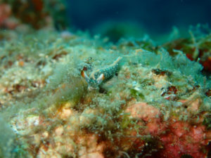 沖縄　ダイビング　砂辺　FUNダイビング