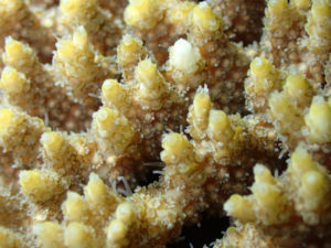 沖縄　北谷　砂辺　宮城海岸　サンゴ　サンゴ産卵　2017　ビーチダイビング　ダイビング