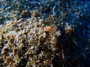 沖縄　慶良間　慶良間諸島　ファンダイビング　ボートダイビング